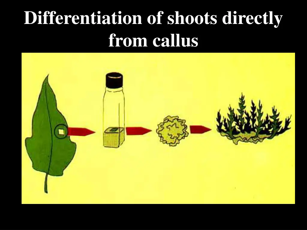 differentiation of shoots directly from callus