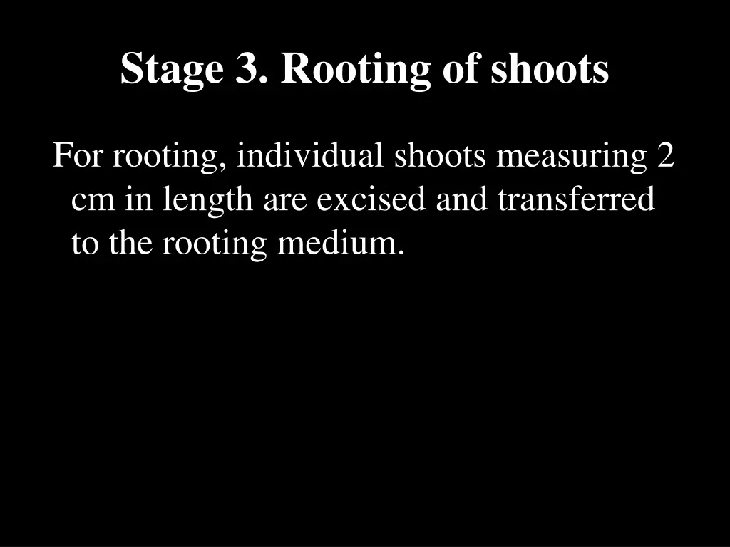 stage 3 rooting of shoots 1