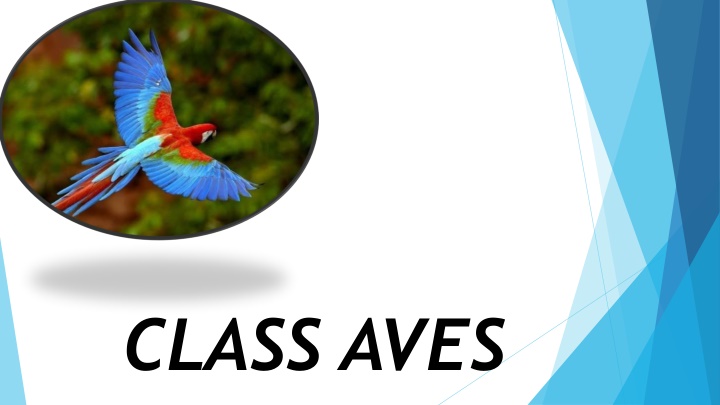 class aves