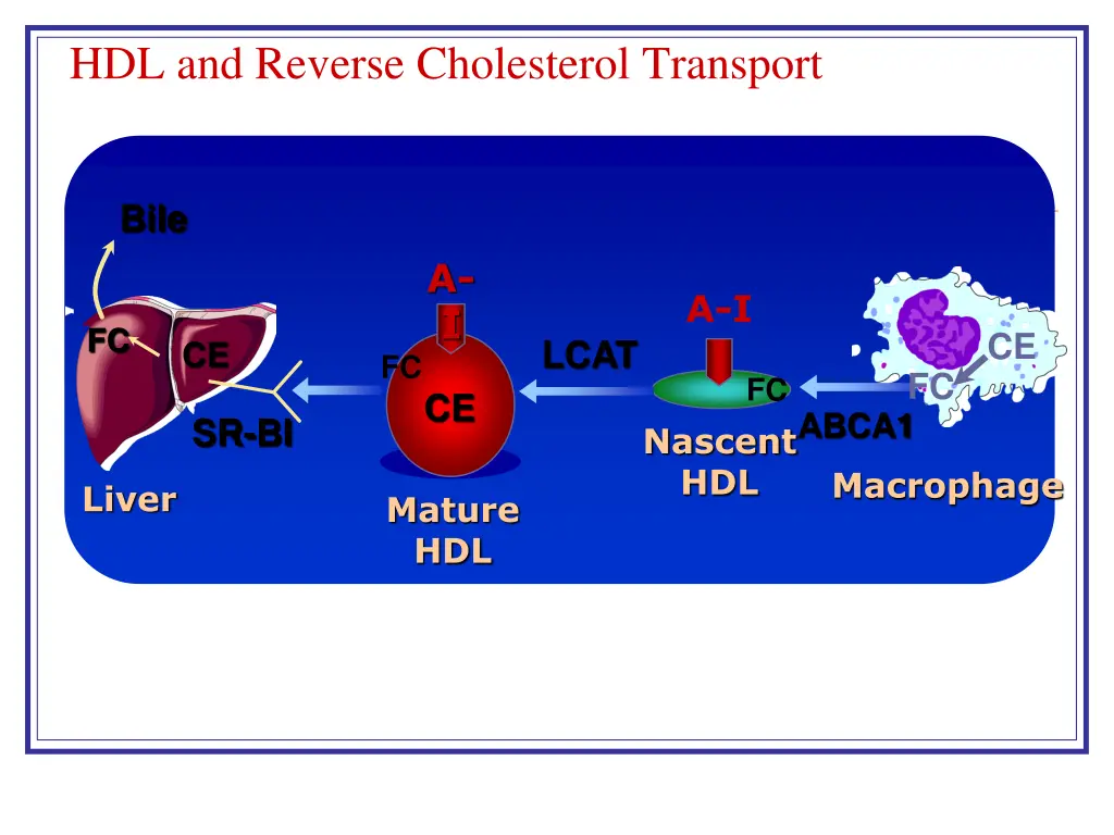 hdl and reverse cholesterol transport