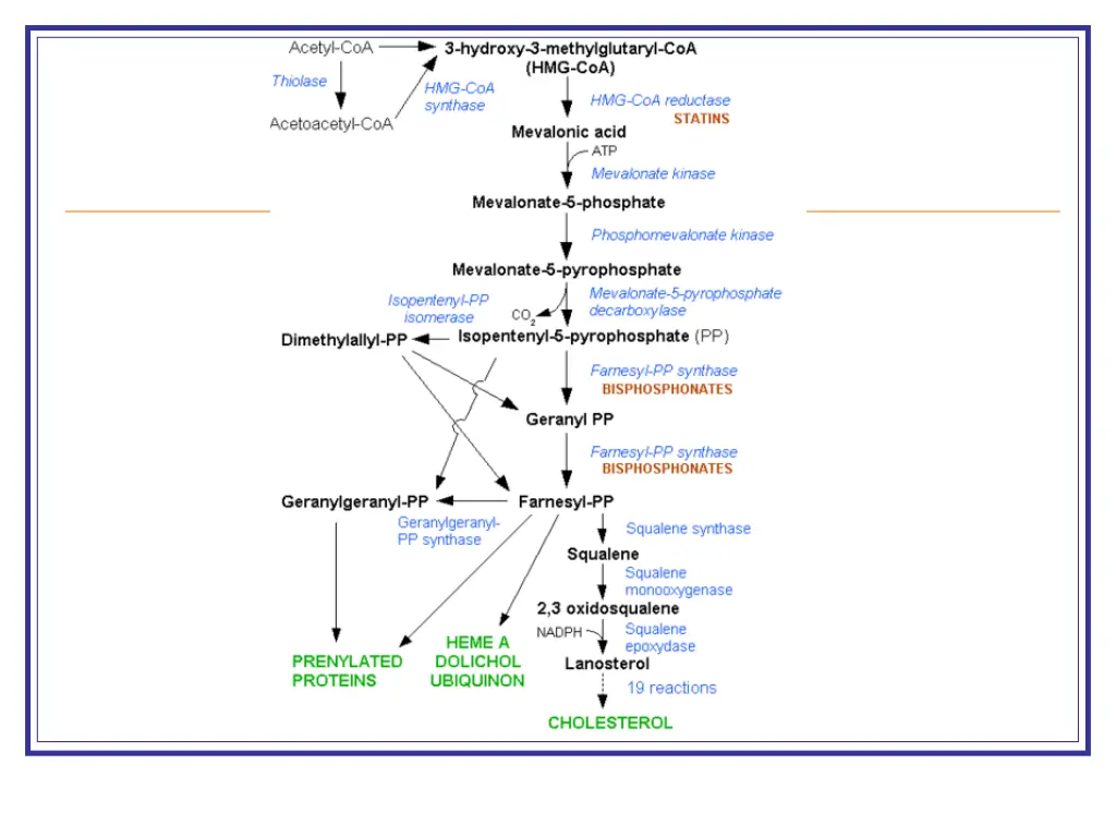 image hmg coa reductase pathway png