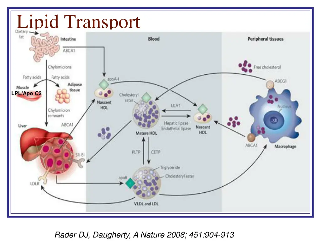 lipid transport 1