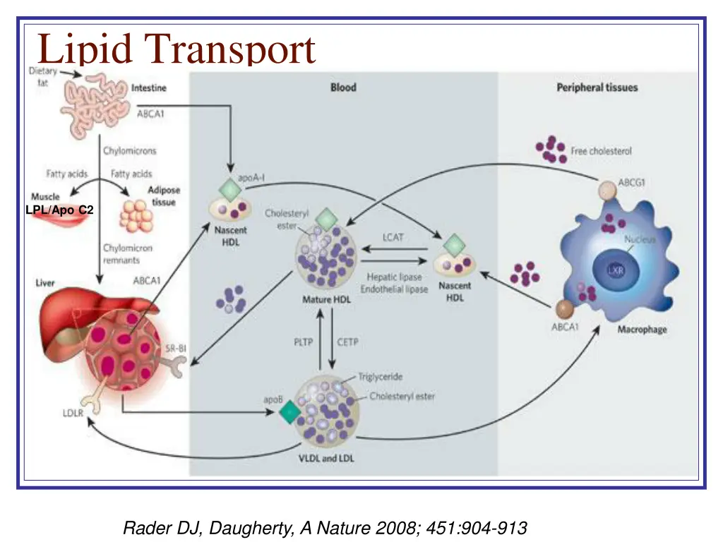 lipid transport