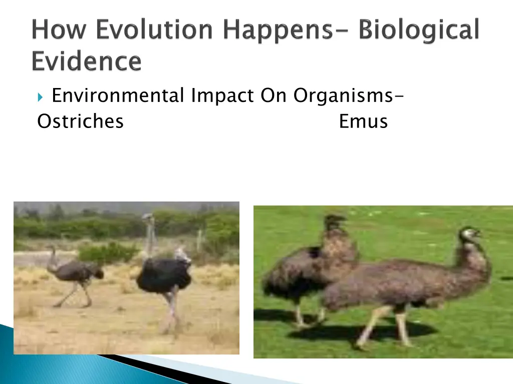 environmental impact on organisms ostriches