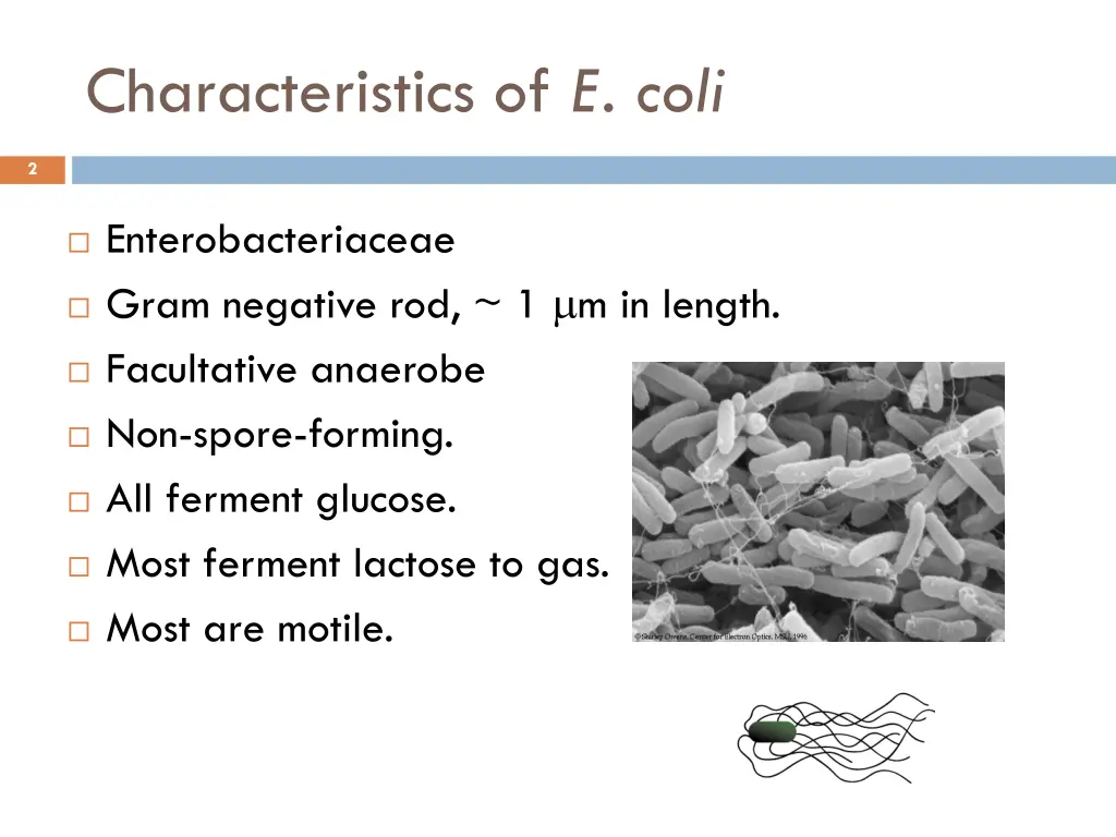 characteristics of e coli