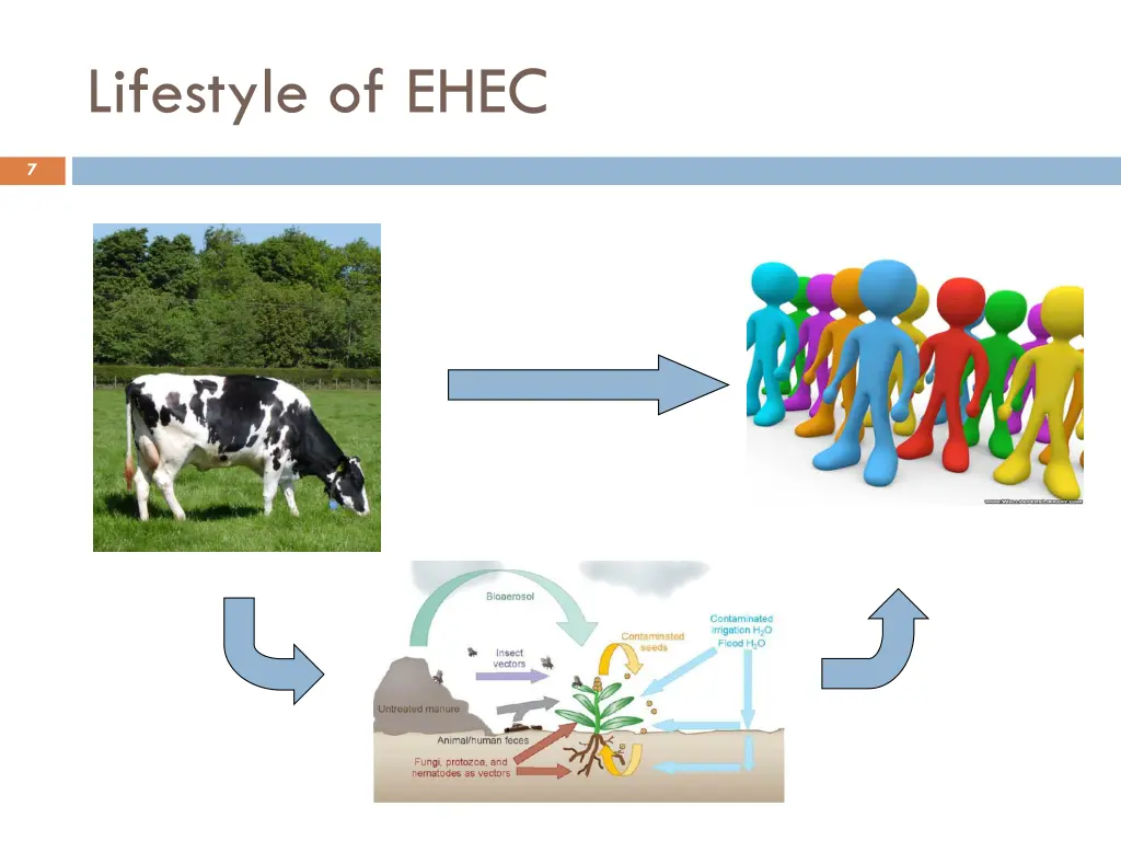 lifestyle of ehec