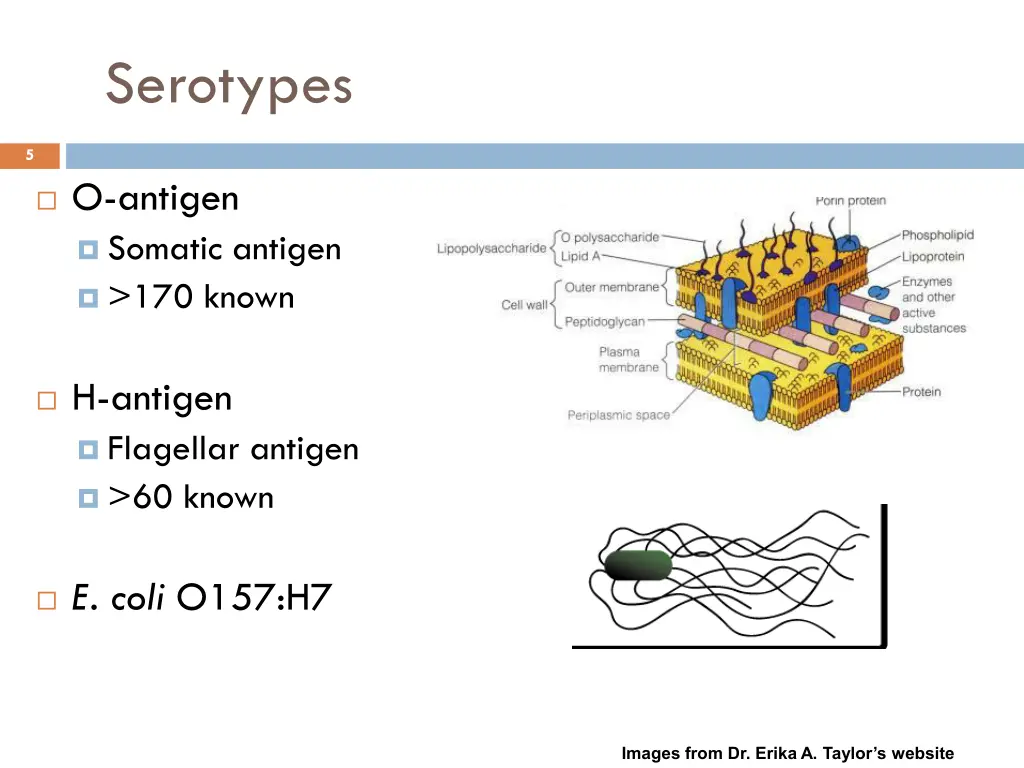 serotypes