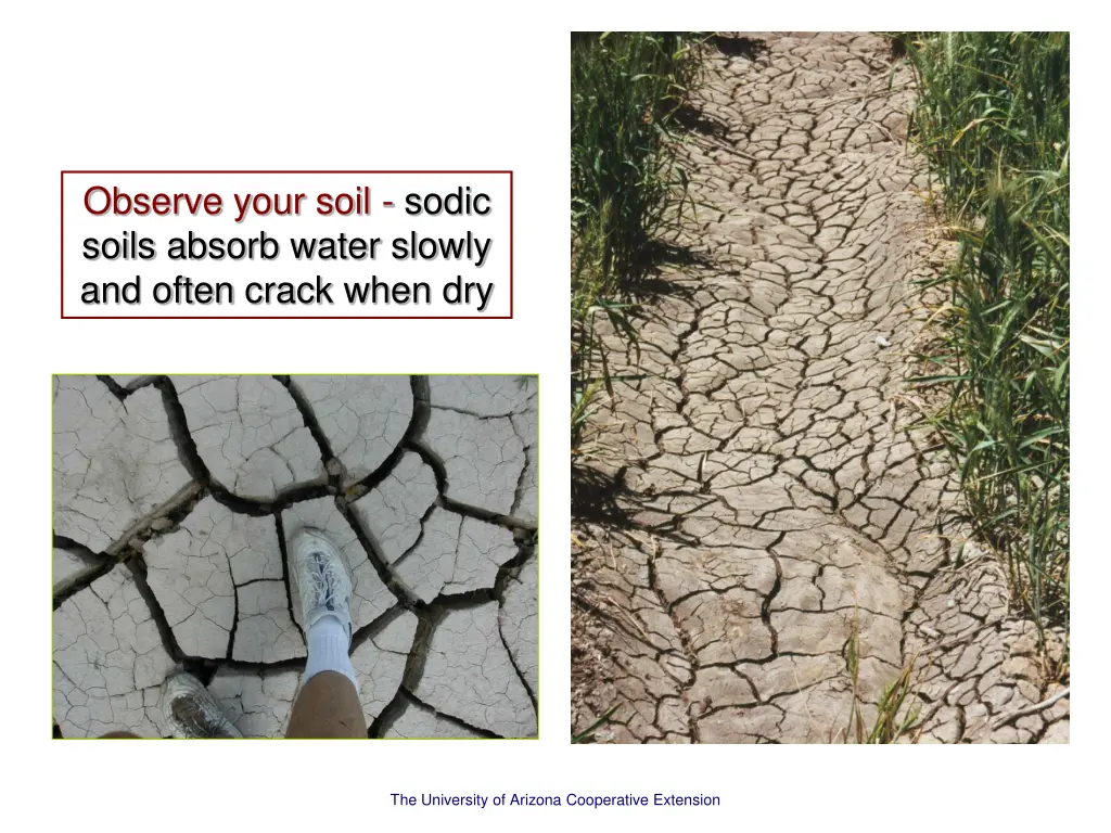 observe your soil sodic soils absorb water slowly