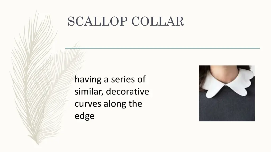 scallop collar