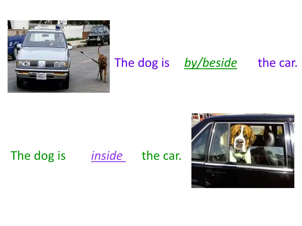 the dog is the car by beside