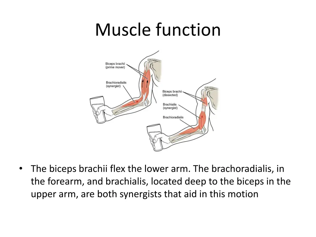 muscle function