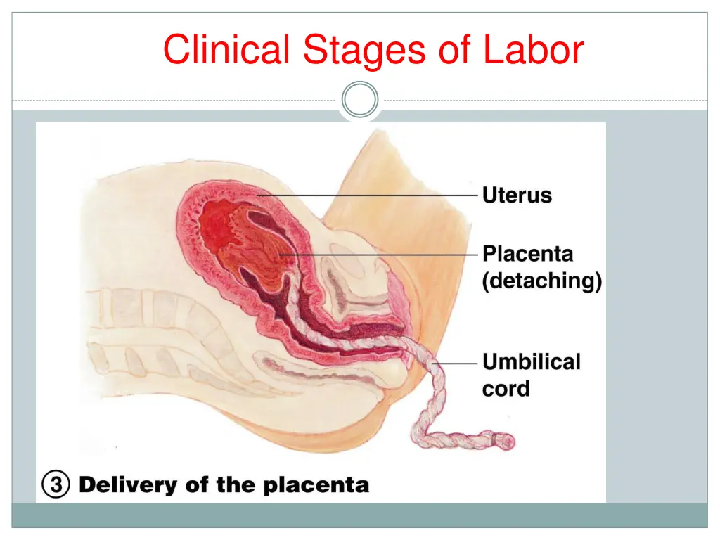 clinical stages of labor 5