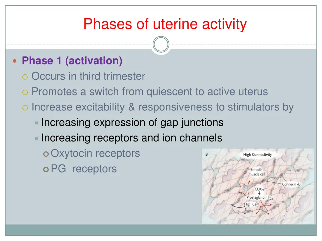 phases of uterine activity 2