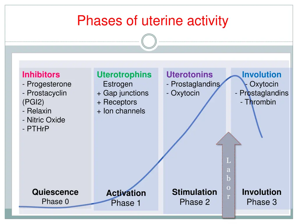 phases of uterine activity