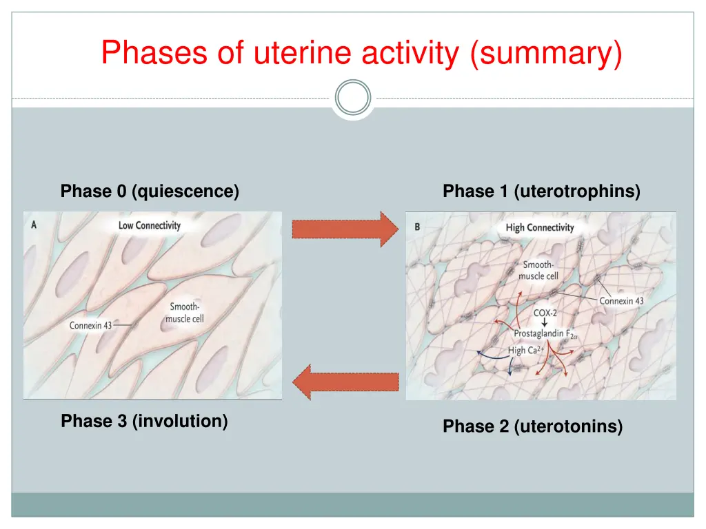 phases of uterine activity summary