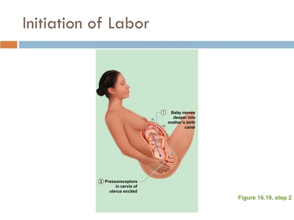 initiation of labor 1