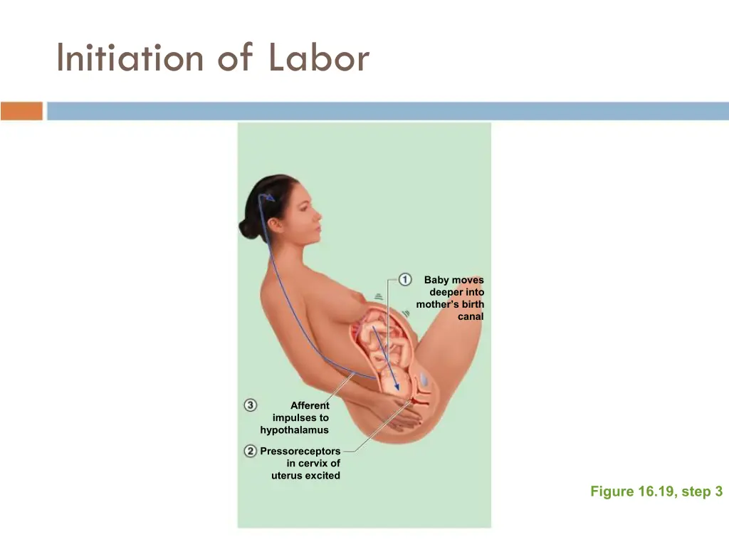 initiation of labor 2