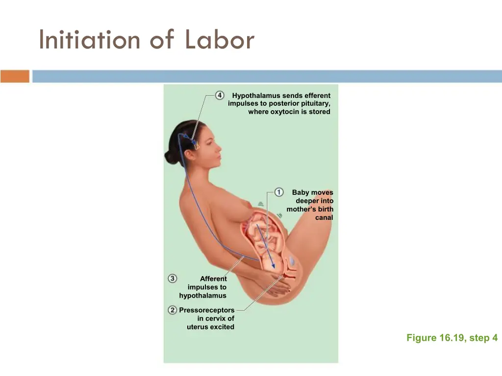 initiation of labor 3