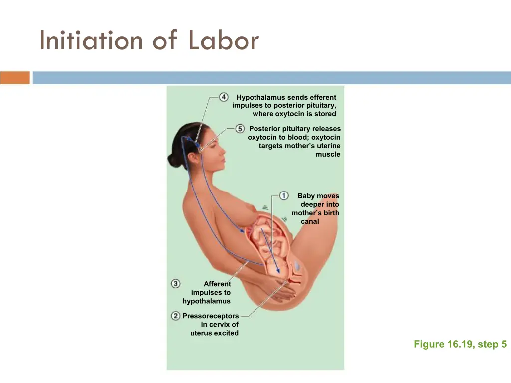 initiation of labor 4