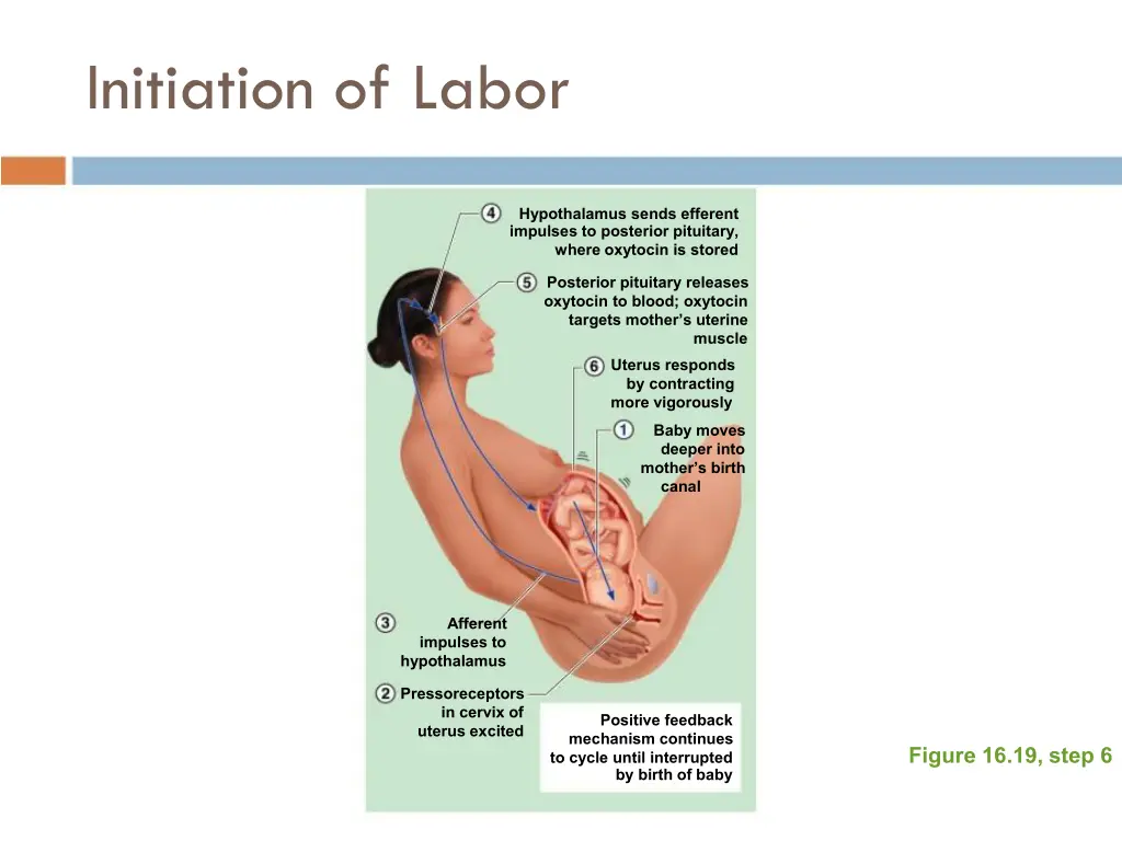 initiation of labor 5