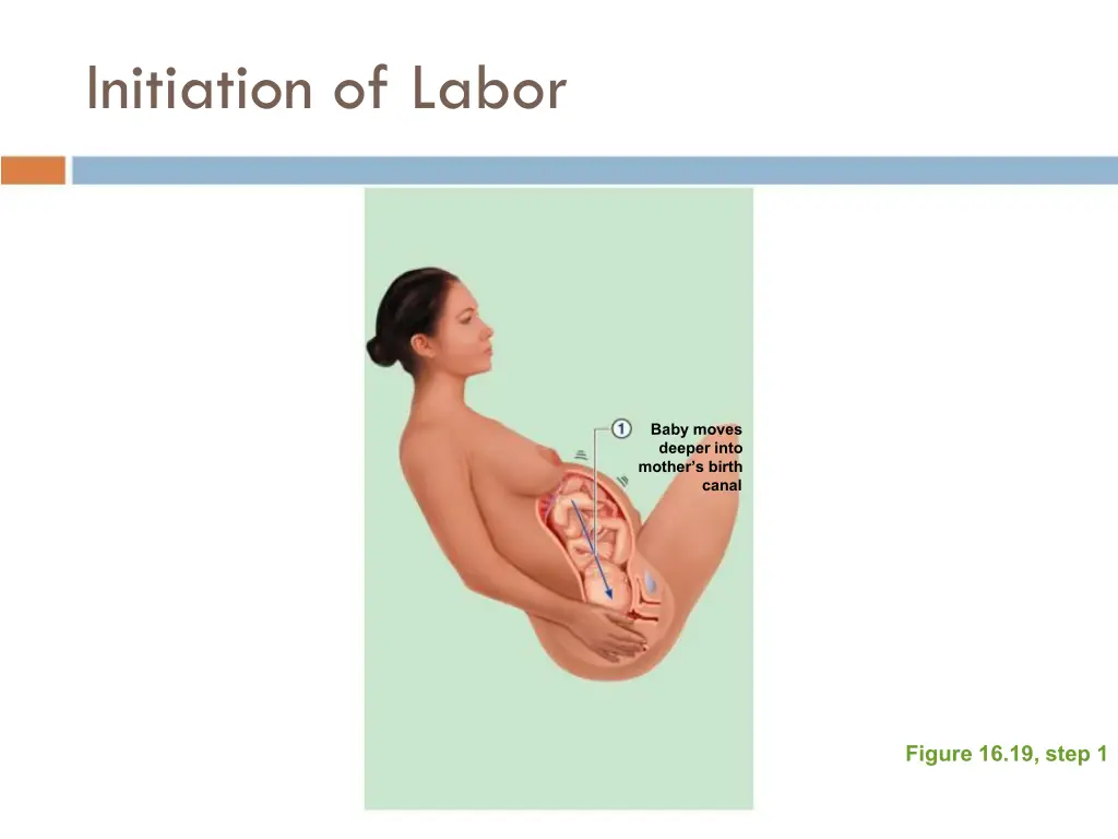 initiation of labor