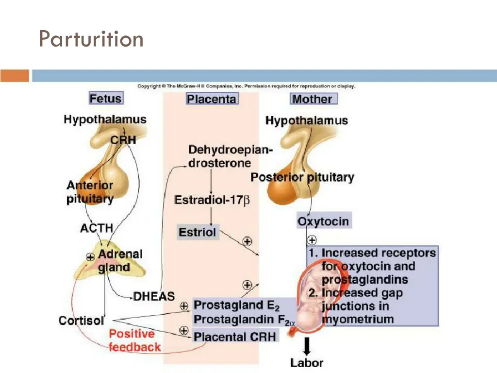 parturition 2