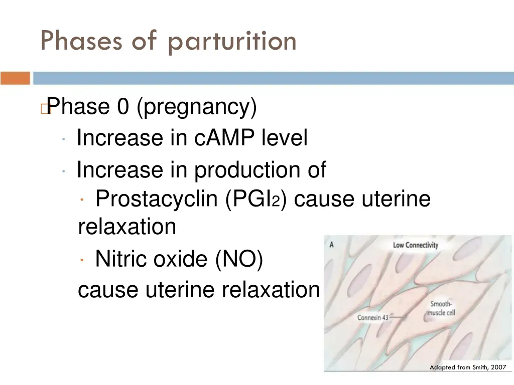 phases of parturition 1