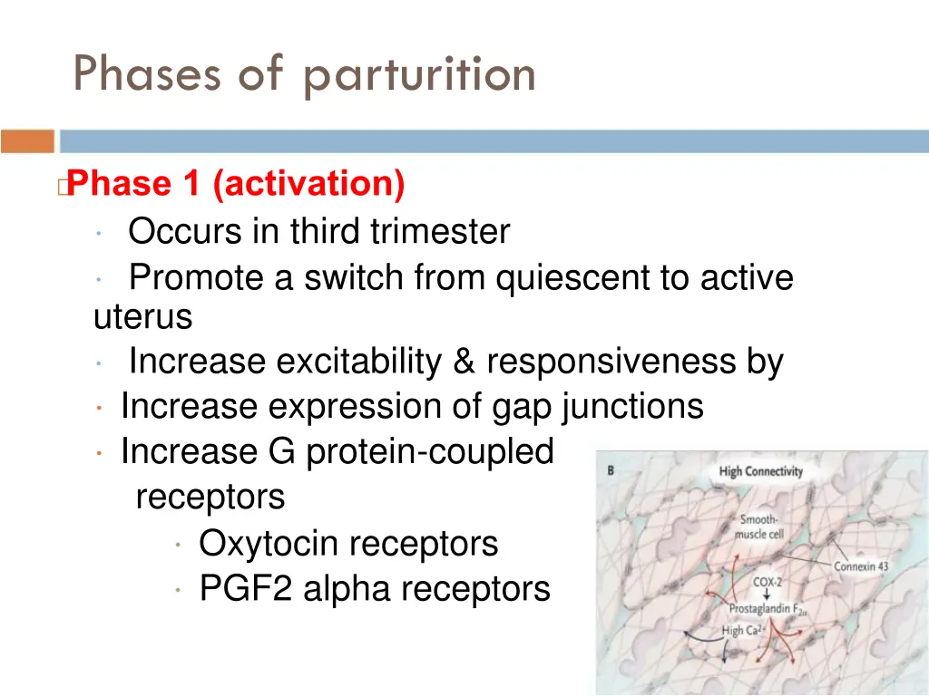 phases of parturition 2