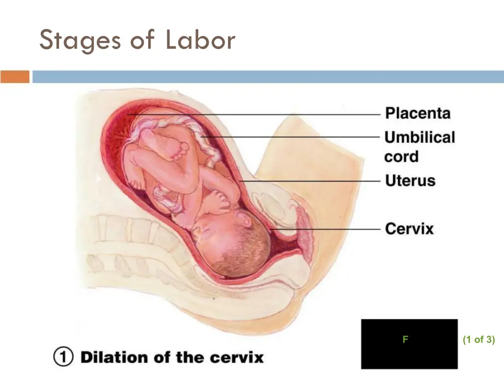 stages of labor 1