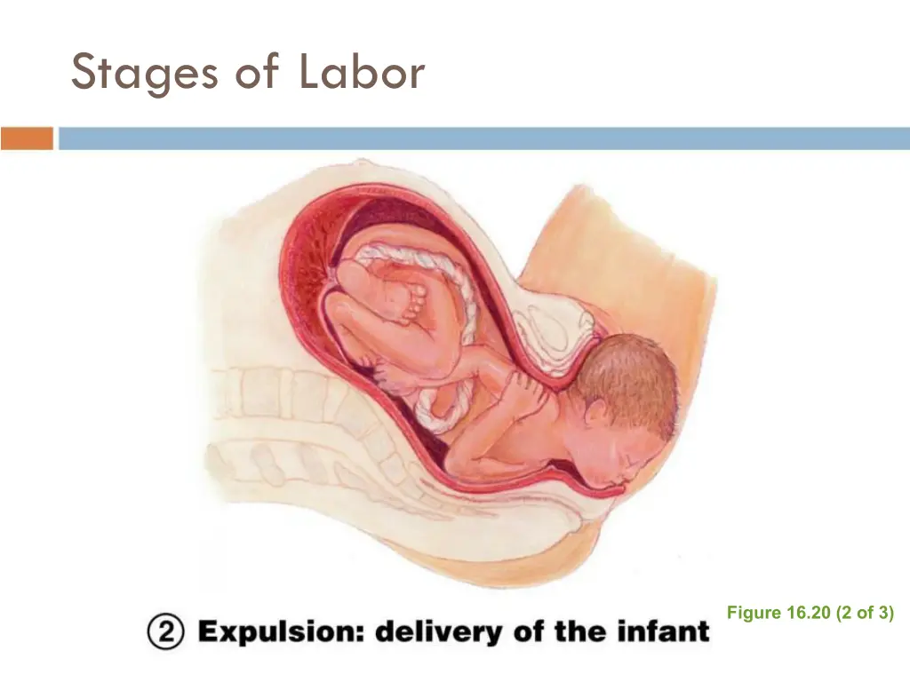 stages of labor 3