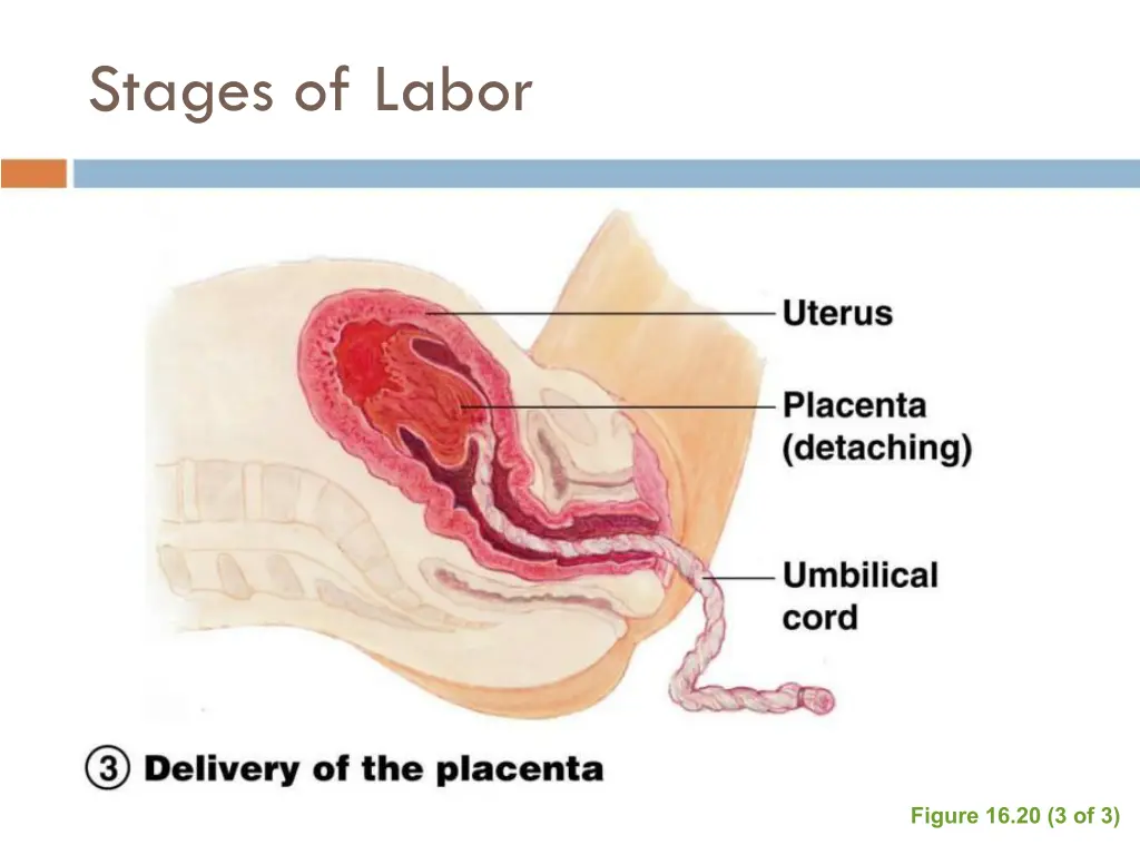 stages of labor 5