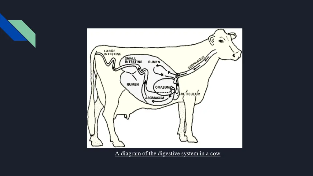 a diagram of the digestive system in a cow