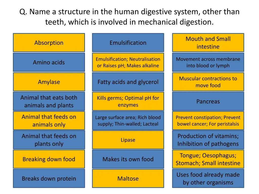 q name a structure in the human digestive system