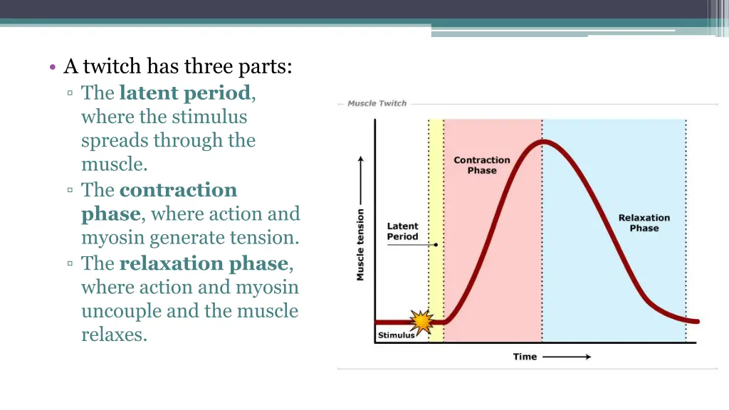 a twitch has three parts the latent period where