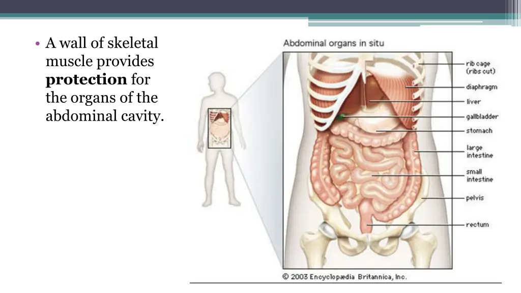 a wall of skeletal muscle provides protection