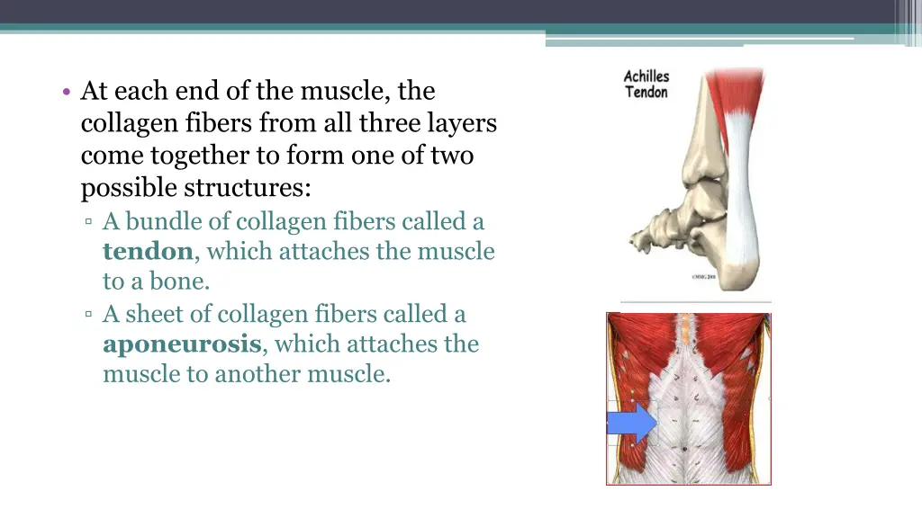 at each end of the muscle the collagen fibers