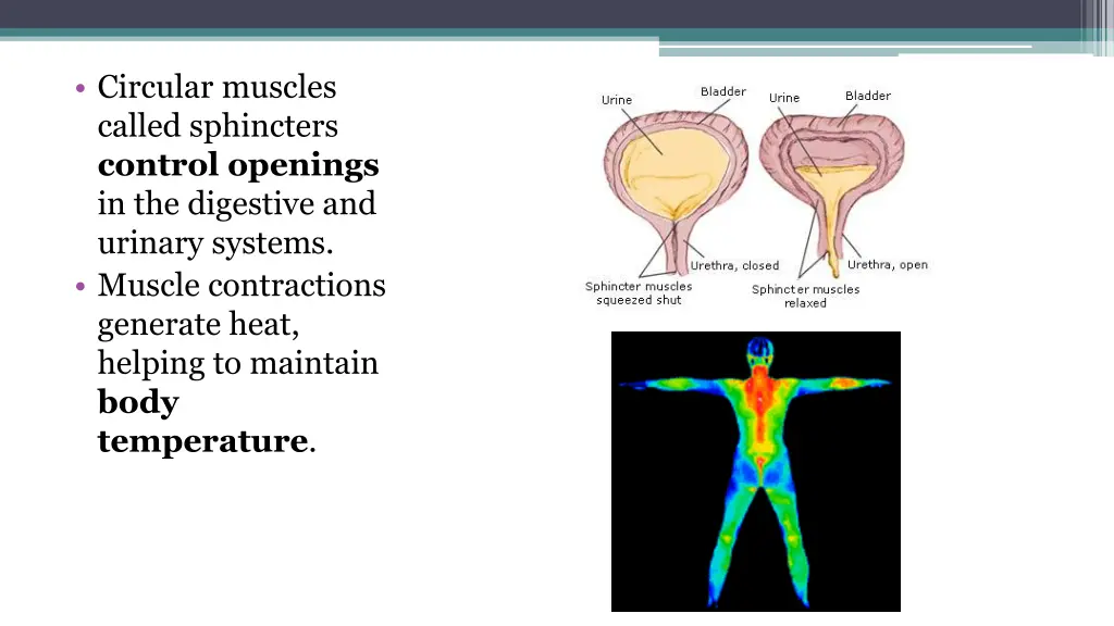 circular muscles called sphincters control