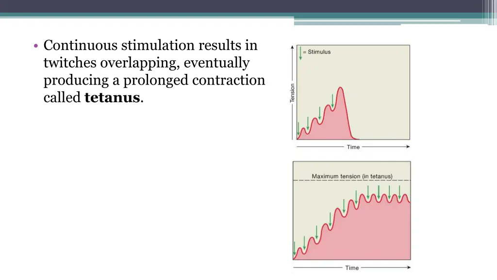 continuous stimulation results in twitches