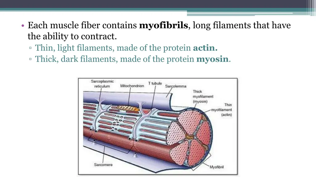 each muscle fiber contains myofibrils long