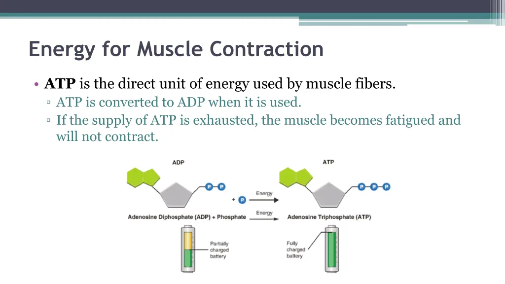 energy for muscle contraction