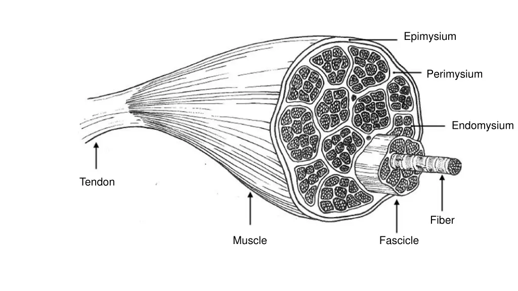 epimysium