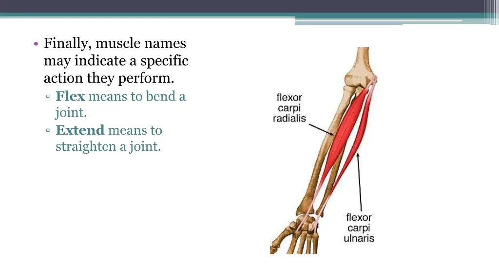 finally muscle names may indicate a specific