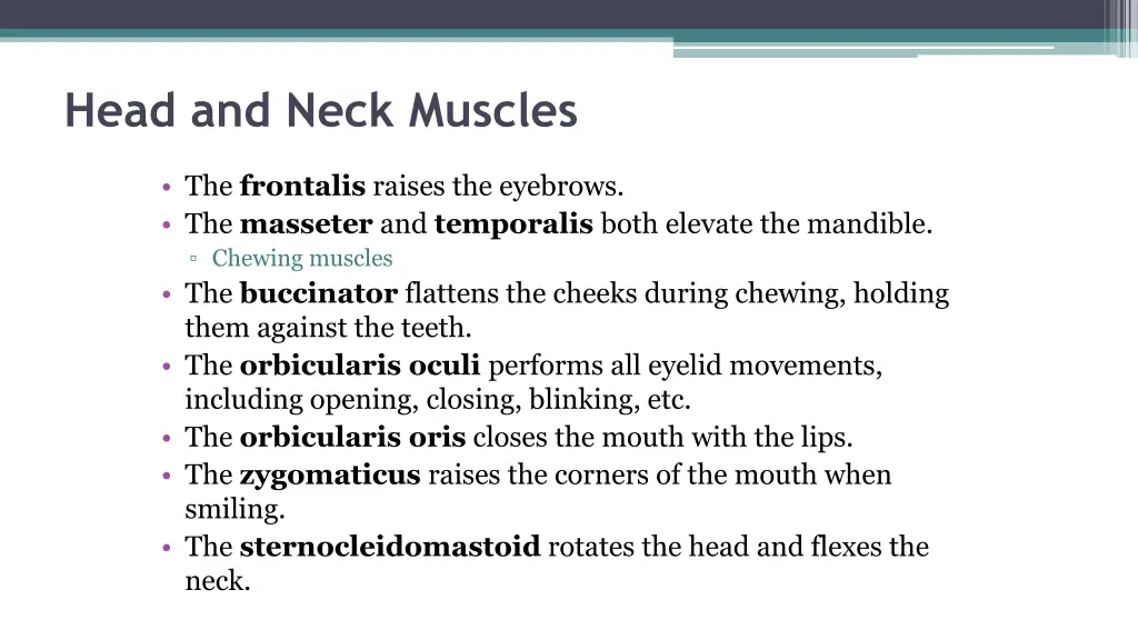 head and neck muscles