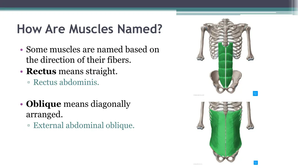 how are muscles named