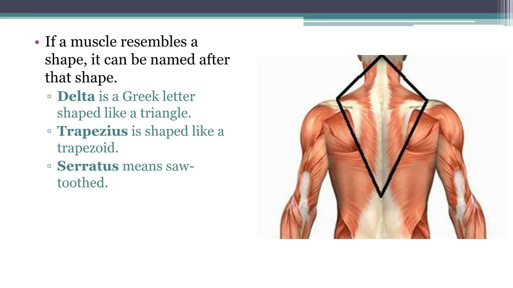 if a muscle resembles a shape it can be named