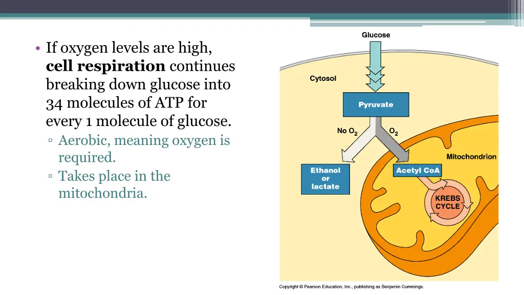 if oxygen levels are high cell respiration