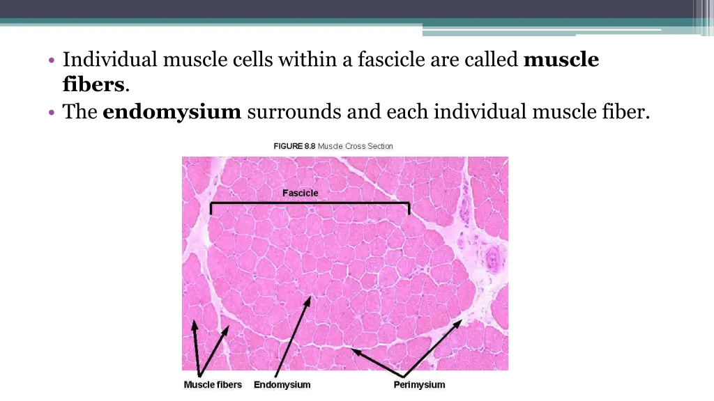 individual muscle cells within a fascicle