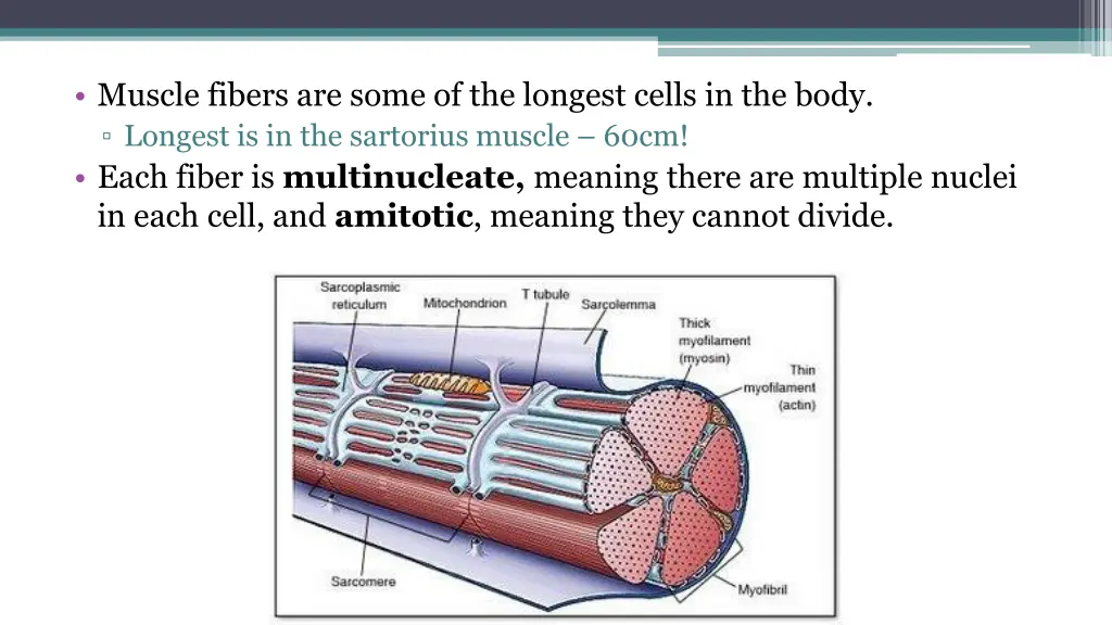 muscle fibers are some of the longest cells