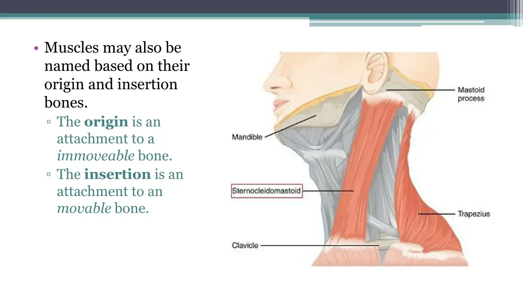 muscles may also be named based on their origin