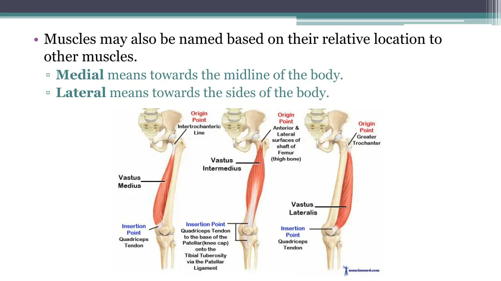 muscles may also be named based on their relative